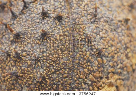 Spike-Kastanie