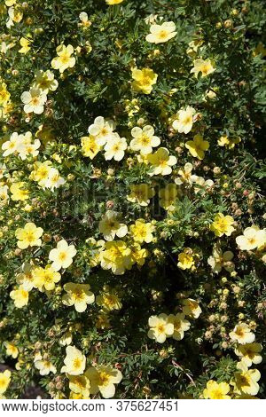 A Shrubby Cinquefoil Plant Also Known As A Shrubby Five Finger Or Widdy