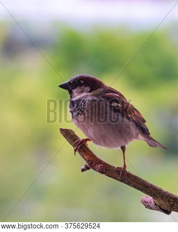 Male Sparrow (passer Domesticus) Looking Far Away From The Branch. Blurry Background.
