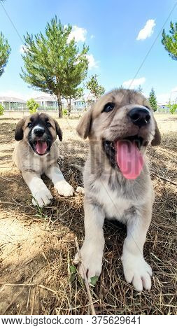Puppy, Anatolian Shepherd Dog. Playing With His Brother In The Garden...