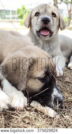 Puppy, Anatolian Shepherd Dog. Playing With His Brother In The Garden...