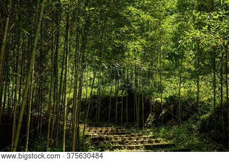 stairs in the forest in Xitou at Nantou counry, Taiwan