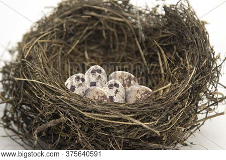 Bird's Nest With Eggs Deposited Ready To Hatch