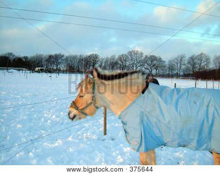 Snowhorse 2