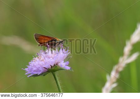 A Close Up View Of A Large Skipper Butterfly