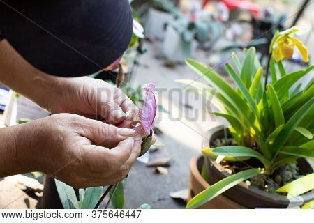 The Hand Of A Man Who Is Taking The Orchid Seeds Out Of The Tree For Breeding.selective Focus.