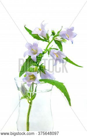 Campanula Trachelium, Commonly Called Nettle-leaved Bellflower. Isolated On White Background