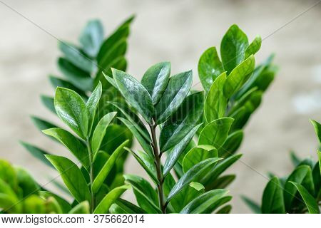 Zamioculcas Zamifolia- Dollar Tree. Zanzibar Gem The Tree Is Named Auspicious. Suitable For Decorati