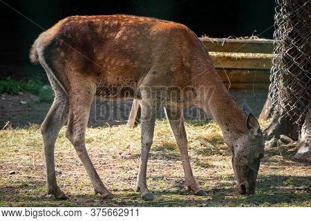 Sika Deer Female In The Aviary. The Sika Deer, Cervus Nippon, Also Known As The Spotted Deer Or The 