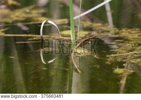 Bufo Bufo Frog In The Water Hidden In The Reeds.