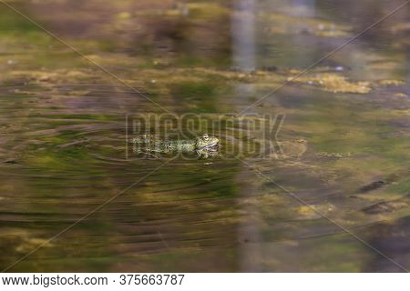 Bufo Bufo - The Toad Is Heated On The Surface Of The Reservoir. There's A Reflection In The Water.