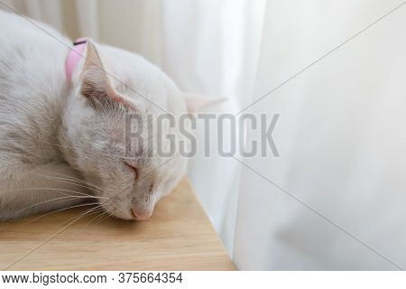 Closeup Of White Cat Sleep On Wooden Table With Curtain And Copy Space
