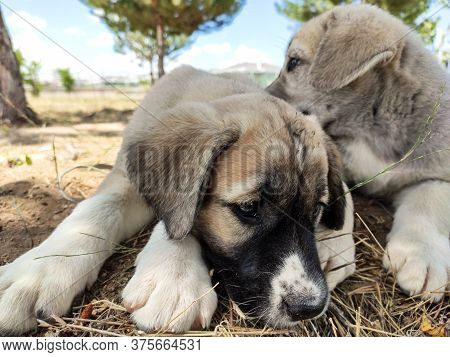 Puppy, Anatolian Shepherd Dog. Playing With His Brother In The Garden...