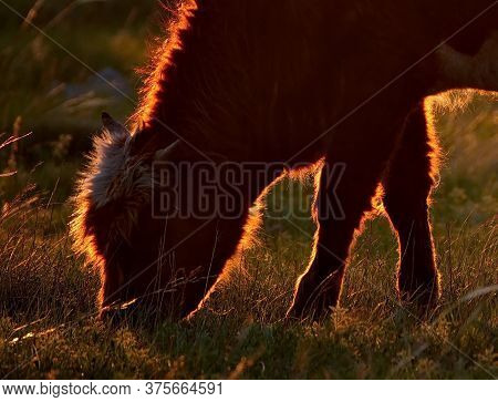 Eastern Kazakhstan. A Bull In The Rays Of The Setting Sun On A Summer Evening In The Natural Mountai