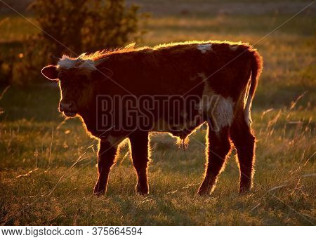 Eastern Kazakhstan. A Bull In The Rays Of The Setting Sun On A Summer Evening In The Natural Mountai