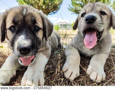 Puppy, Anatolian Shepherd Dog. Playing With His Brother In The Garden...
