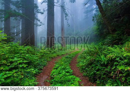 Foggy Morning And A Dirt Road In The Redwood Forest