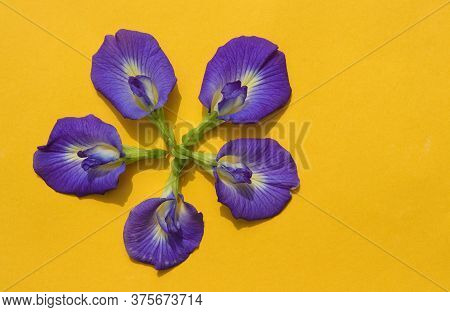 Bluebellvine Or Asian Pigeonwings Flowers Isolated On Yellow Background, Also Known As Butterfly Pea