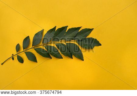 Fresh Curry Leaves Or Murraya Koenigii Isolated On Yellow Background