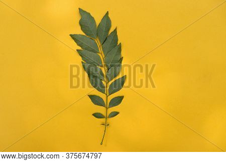 Curry Leaves Or Murraya Koenigii Isolated On Yellow Background In Horizontal Orientation