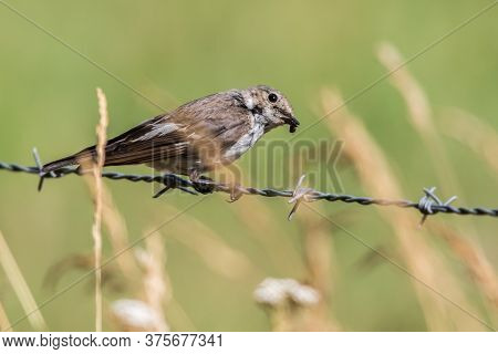 European Pied Flycatcher (ficedula Hypoleuca)
