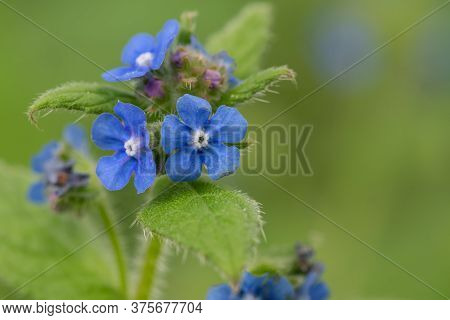 Close Up Of Flowers On An Evergreen Bugloss (pentaglottis Semoervirens)