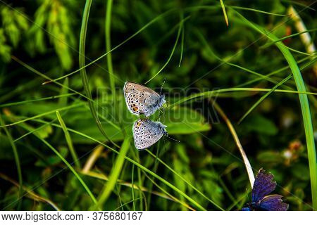 Two Butterflies Chase Each Other Among The Summer Green Of The Meadows On The Granite Rocks Of The L