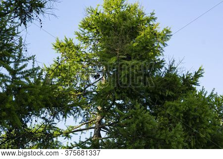 Larch Branches With Cones Lit By The Sun Against A Blue Sky. Copy Space
