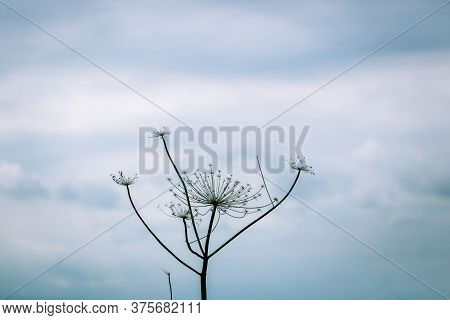 Gloomy Plant On The Background Of A Dramatic Sky. Dry Umbrellas Of A Hogweed. Hogweed Close-up. Pois