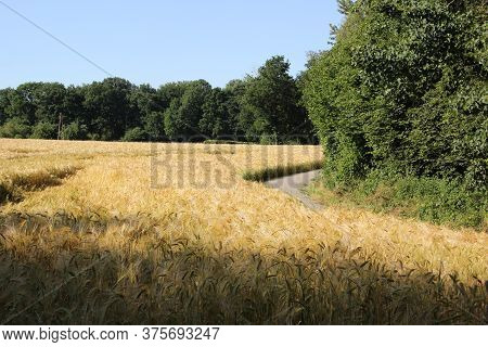 Beautiful Wheatfield Turn To Yellow Color , Wating For Harvest