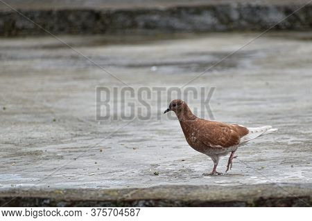 A Beautiful Pigeon Walking On A Roof Of A Building