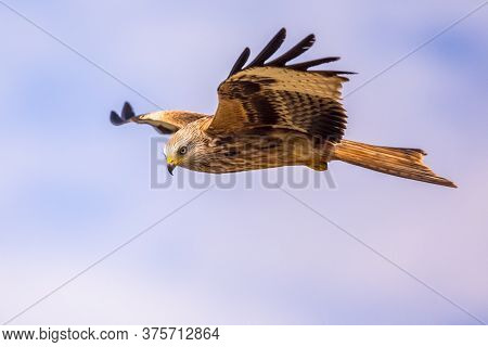 Red Kite (milvus Milvus) Flying In Spanish Pyrenees, Vilagrassa, Catalonia, Spain. April. It Is Resi
