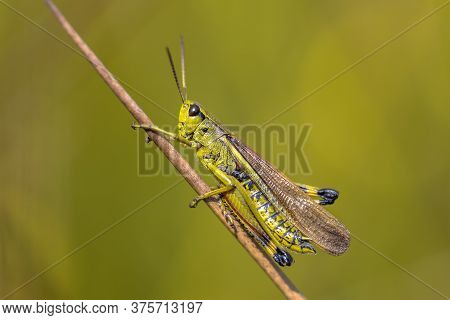 Large Marsh Grasshopper (stethophyma Grossum) Perched On Twig Against Tranquil Green Background