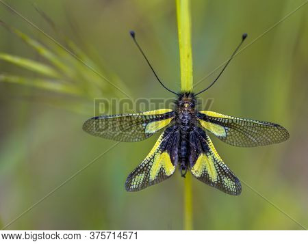 Owly Sulphur (libelloides Coccajus) Rare Insect Species Resting On Twig In Tuscany, Italy, April.