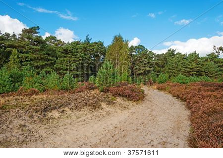 Väg genom heath och tallar