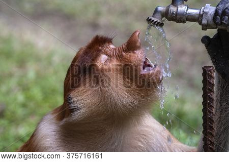 Wild Proboscis Monkey Or Nasalis Larvatus, Drinks Water Of Borneo, Malaysia