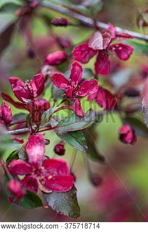 decorative red apple blosssom closeup
