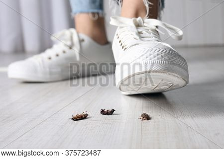 Woman Crushing Cockroaches With Feet, Closeup. Pest Control