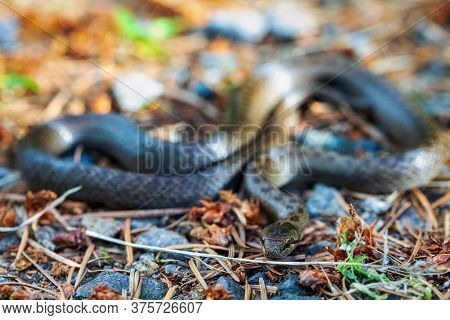Non Venomous Smooth Snake, Coronella Austriaca On Ground In Defend Position, Czech Republic, Europe 