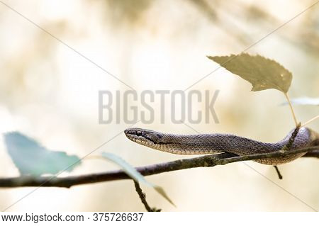 Non Venomous Smooth Snake, Coronella Austriaca Climb On Tree, Czech Republic, Europe Wildlife
