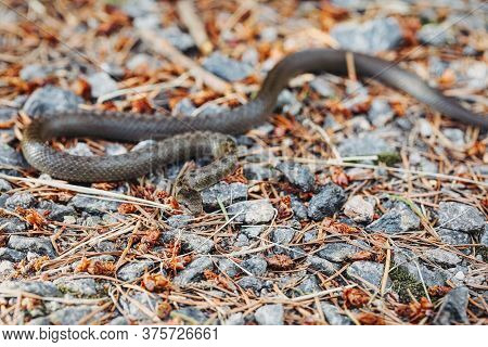 Non Venomous Smooth Snake, Coronella Austriaca Crawling On The Ground, Czech Republic, Europe Wildli