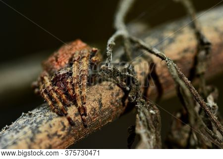 Macro Of A Common House Spider (parasteatoda Tepidariorum). The Name House Spider Is A Generic Term 