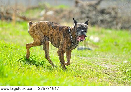 Brown Boxer Dog