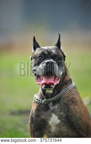 Black Boxer Dog On Grass, Portrait