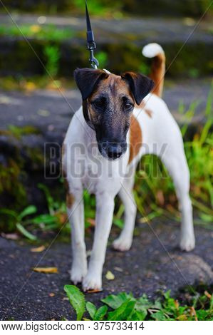 Smooth-haired Fox Terrier