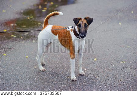 Smooth-haired Fox Terrier
