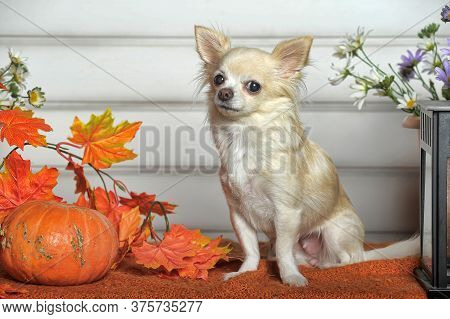 White Chihuahua And Autumn Maple Leaves In The Studio
