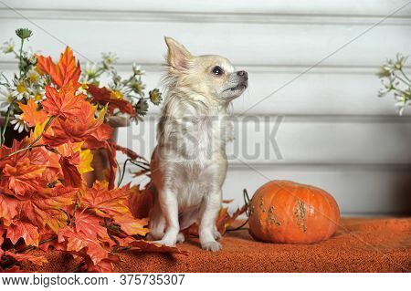 Chihuahua, Autumn Leaves And Pumpkin