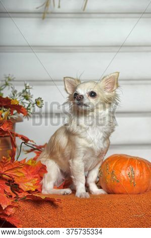 Chihuahua, Autumn Leaves And Pumpkin