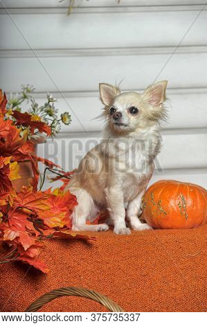 Chihuahua, Autumn Leaves And Pumpkin